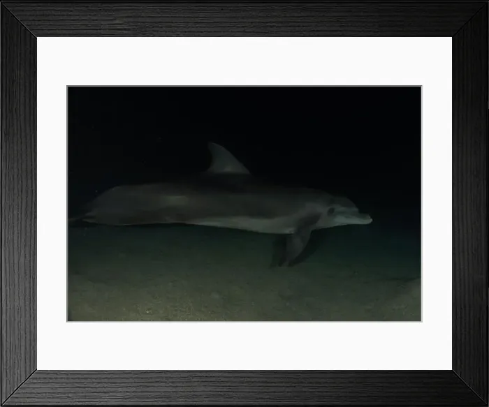 Framed Print : Dolphin swimming in the Red Sea, Eilat Israel Framed Print : Dolphin swimming in the Red Sea, Eilat Israel