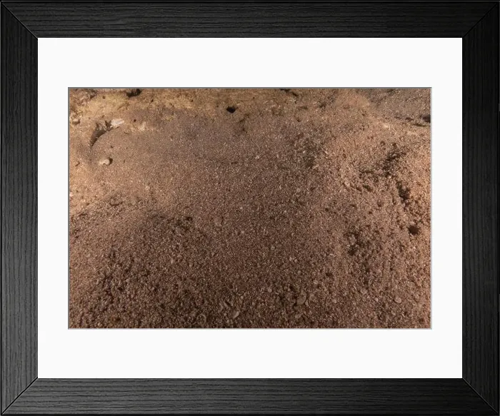 Framed Print : Torpedo sinuspersici On the seabed in the Red Sea, Israel Framed Print : Torpedo sinuspersici On the seabed in the Red Sea, Israel