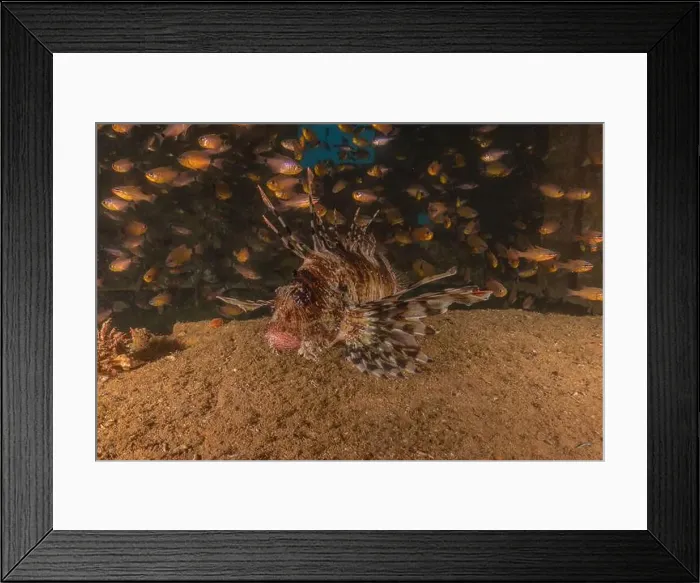 Framed Print : Lionfish in the Red Sea colorful fish, Eilat Israel Framed Print : Lionfish in the Red Sea colorful fish, Eilat Israel