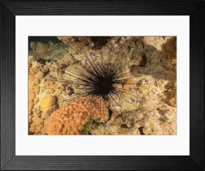 Framed Print : Red Sea Urchin in the Red Sea Colorful and beautiful, Eilat Israel