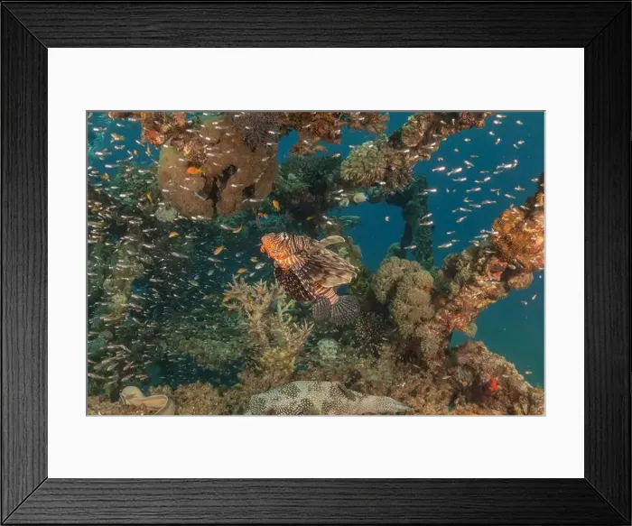 Framed Print : Lionfish in the Red Sea colorful fish, Eilat Israel Framed Print : Lionfish in the Red Sea colorful fish, Eilat Israel