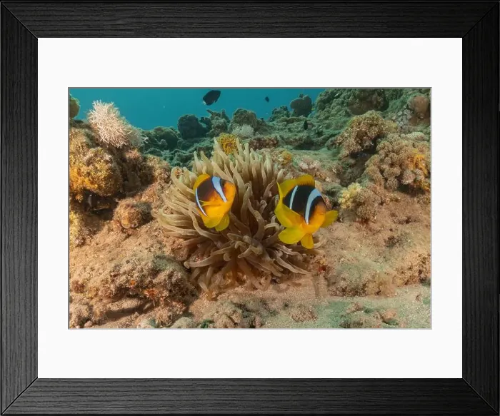 Framed Print : Clown-fish anemonefish in the Red Sea Colorful and beautiful, Eilat Israel Framed Print : Clown-fish anemonefish in the Red Sea Colorful and beautiful, Eilat Israel