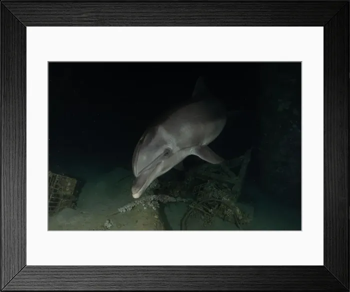 Framed Print : Dolphin swimming in the Red Sea, Eilat Israel Framed Print : Dolphin swimming in the Red Sea, Eilat Israel