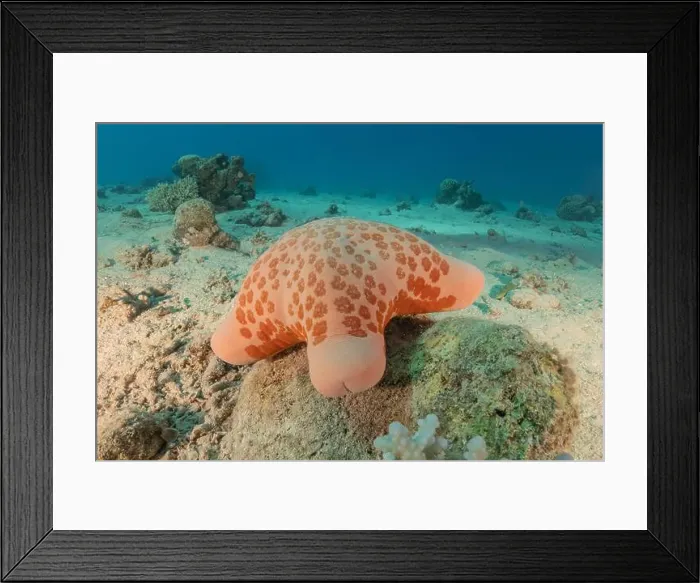 Framed Print : Starfish On the seabed in the Red Sea, Eilat Israel Framed Print : Starfish On the seabed in the Red Sea, Eilat Israel