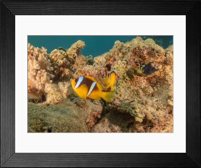 Framed Print : Clown-fish anemonefish in the Red Sea Colorful and beautiful, Eilat Israel Framed Print : Clown-fish anemonefish in the Red Sea Colorful and beautiful, Eilat Israel