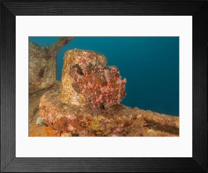 Framed Print : Frogfish swim in the Red Sea, colorful fish, Eilat Israel Framed Print : Frogfish swim in the Red Sea, colorful fish, Eilat Israel
