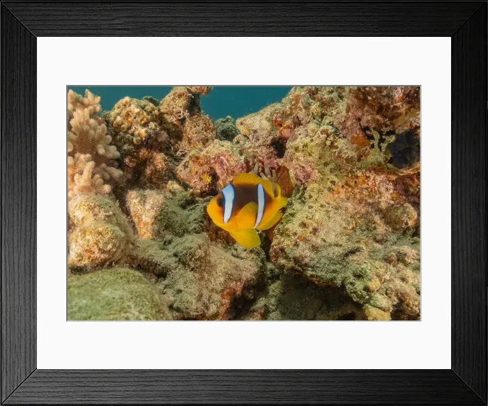 Framed Print : Clown-fish anemonefish in the Red Sea Colorful and beautiful, Eilat Israel Framed Print : Clown-fish anemonefish in the Red Sea Colorful and beautiful, Eilat Israel