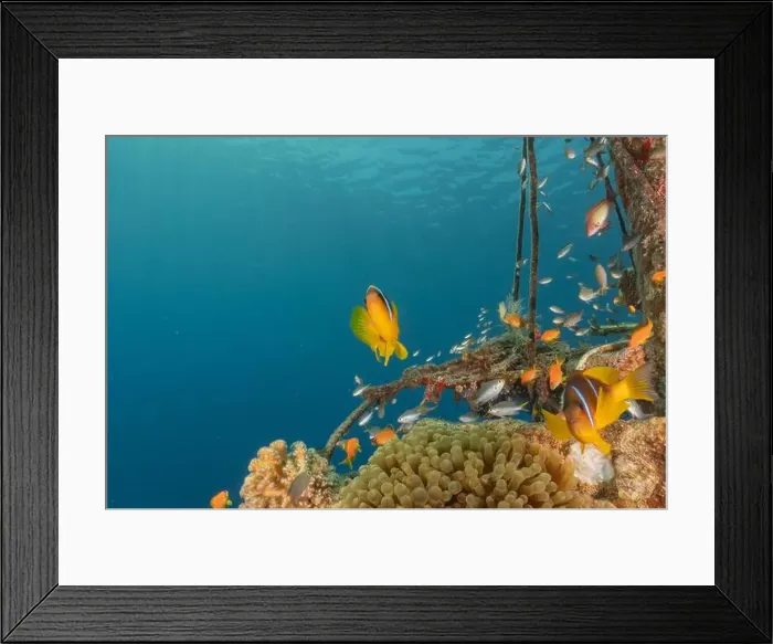 Framed Print : Clown-fish anemonefish in the Red Sea Colorful and beautiful, Eilat Israel Framed Print : Clown-fish anemonefish in the Red Sea Colorful and beautiful, Eilat Israel