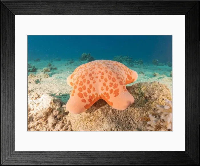 Framed Print : Starfish On the seabed in the Red Sea, Eilat Israel Framed Print : Starfish On the seabed in the Red Sea, Eilat Israel