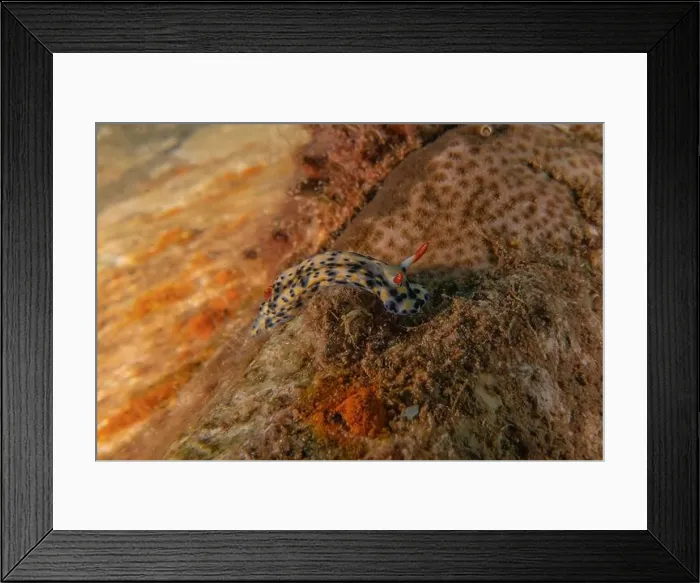 Framed Print : Sea Slug in the Red Sea Colorful and beautiful, Eilat Israel