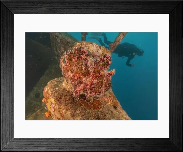 Framed Print : Frogfish swim in the Red Sea, colorful fish, Eilat Israel Framed Print : Frogfish swim in the Red Sea, colorful fish, Eilat Israel