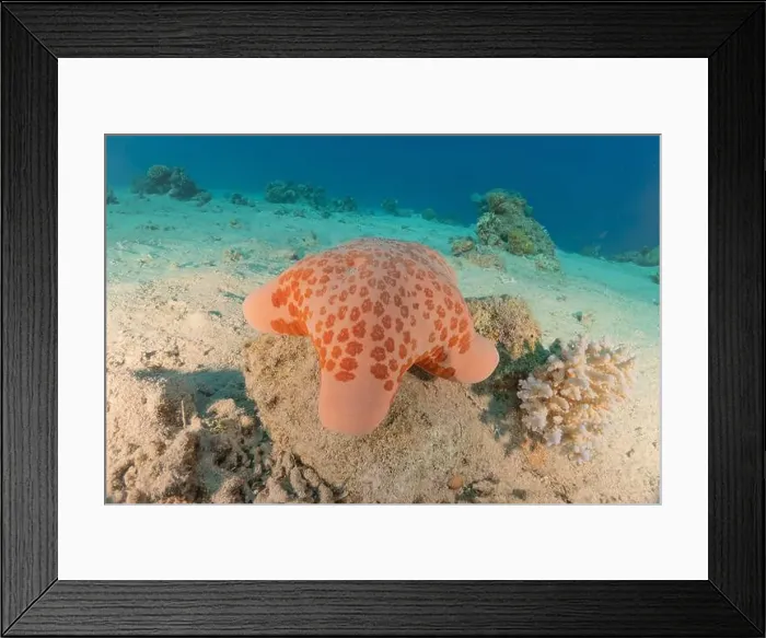 Framed Print : Starfish On the seabed in the Red Sea, Eilat Israel Framed Print : Starfish On the seabed in the Red Sea, Eilat Israel