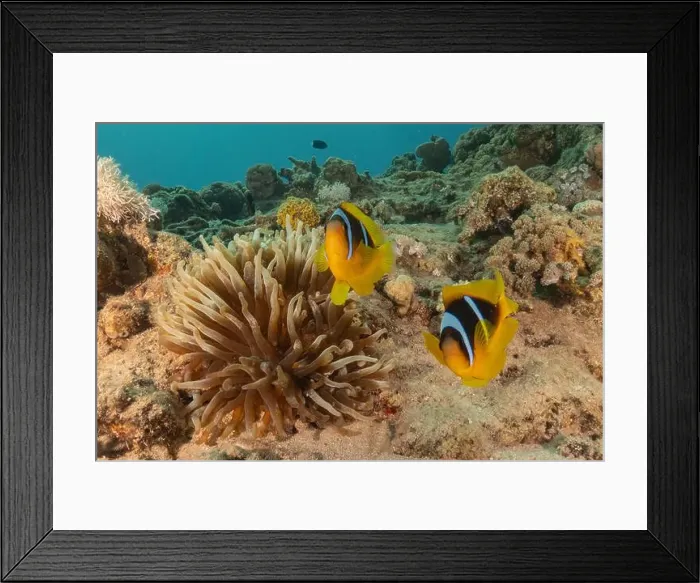 Framed Print : Clown-fish anemonefish in the Red Sea Colorful and beautiful, Eilat Israel Framed Print : Clown-fish anemonefish in the Red Sea Colorful and beautiful, Eilat Israel