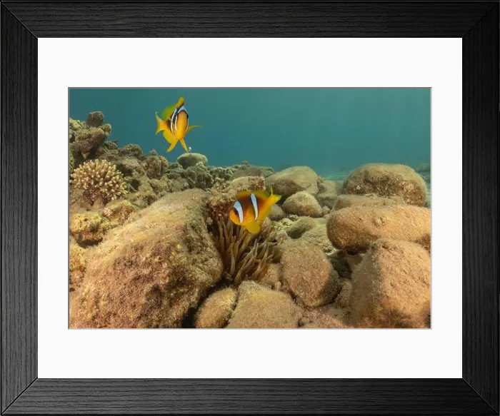Framed Print : Clown-fish anemonefish in the Red Sea Colorful and beautiful, Eilat Israel