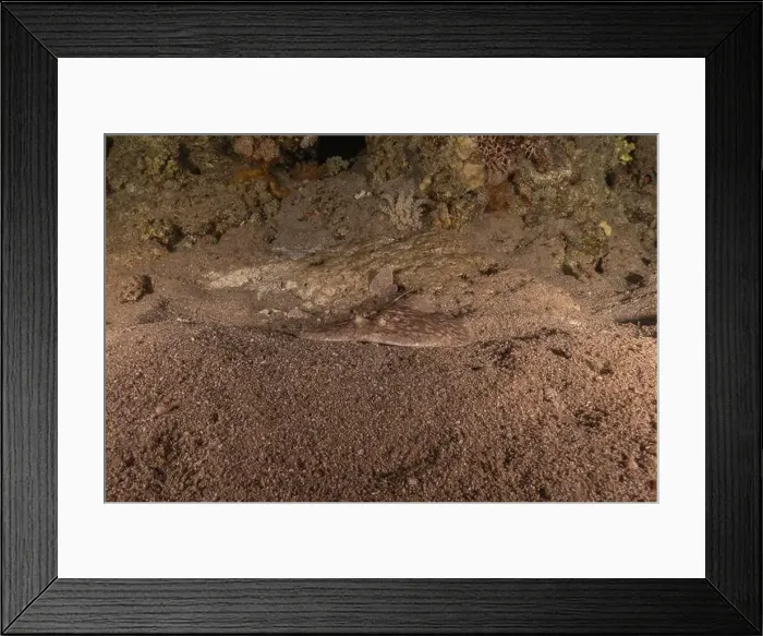Framed Print : Torpedo sinuspersici On the seabed in the Red Sea, Israel
