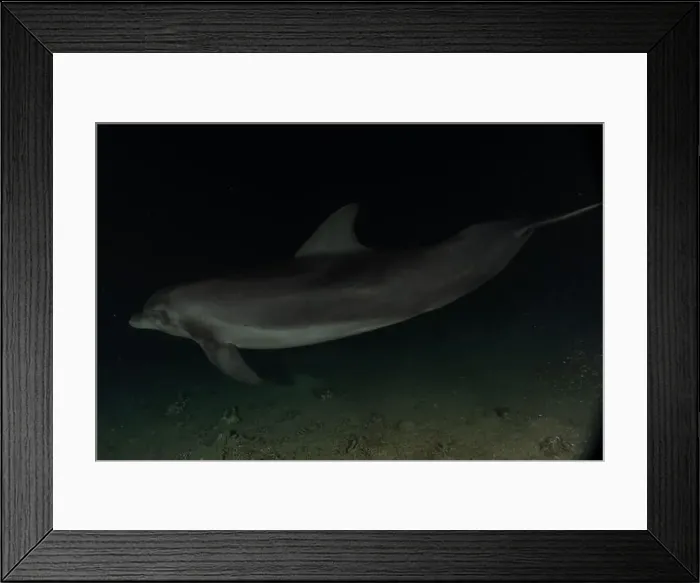 Framed Print : Dolphin swimming in the Red Sea, Eilat Israel Framed Print : Dolphin swimming in the Red Sea, Eilat Israel