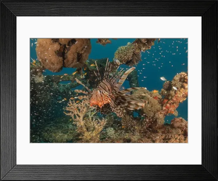 Framed Print : Lionfish in the Red Sea colorful fish, Eilat Israel Framed Print : Lionfish in the Red Sea colorful fish, Eilat Israel