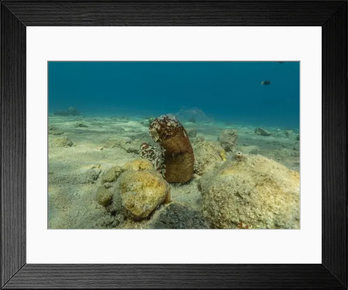 Framed Print : Sea cucumber in the Red Sea Colorful and beautiful, Eilat Israel Framed Print : Sea cucumber in the Red Sea Colorful and beautiful, Eilat Israel