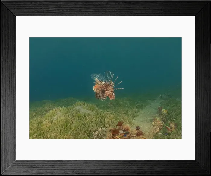 Framed Print : Lionfish in the Red Sea colorful fish, Eilat Israel Framed Print : Lionfish in the Red Sea colorful fish, Eilat Israel