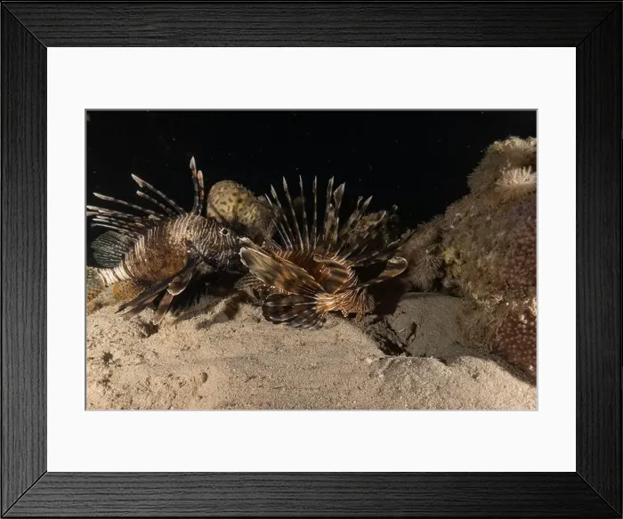 Framed Print : Lionfish in the Red Sea colorful fish, Eilat Israel Framed Print : Lionfish in the Red Sea colorful fish, Eilat Israel