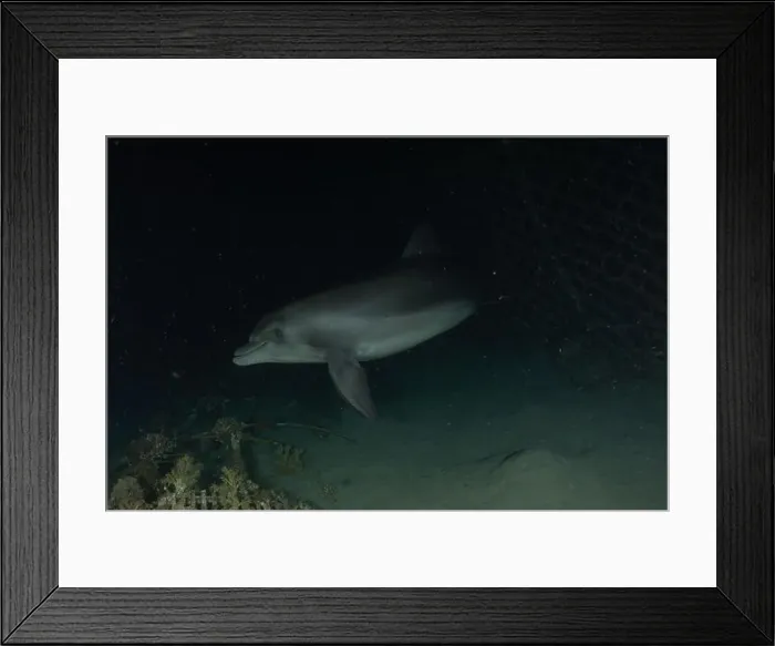 Framed Print : Dolphin swimming in the Red Sea, Eilat Israel Framed Print : Dolphin swimming in the Red Sea, Eilat Israel