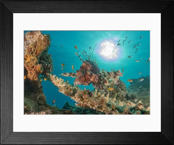 Framed Print : Lionfish in the Red Sea colorful fish, Eilat Israel Framed Print : Lionfish in the Red Sea colorful fish, Eilat Israel