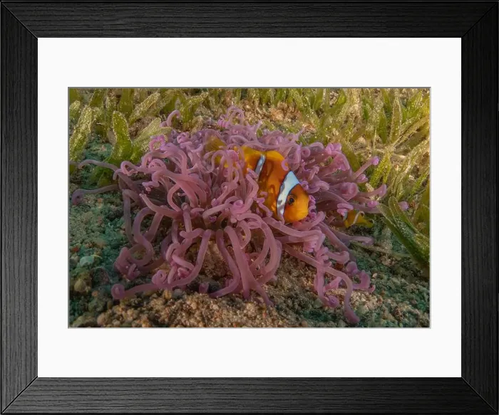 Framed Print : Clown-fish anemonefish in the Red Sea Colorful and beautiful, Eilat Israel Framed Print : Clown-fish anemonefish in the Red Sea Colorful and beautiful, Eilat Israel