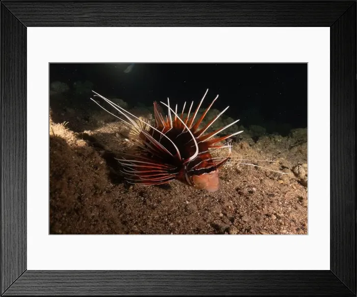 Framed Print : Lionfish in the Red Sea colorful fish, Eilat Israel Framed Print : Lionfish in the Red Sea colorful fish, Eilat Israel