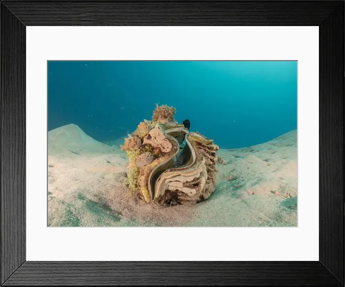 Framed Print : Giant Clam in the Red Sea Colorful and beautiful, Eilat Israel Framed Print : Giant Clam in the Red Sea Colorful and beautiful, Eilat Israel