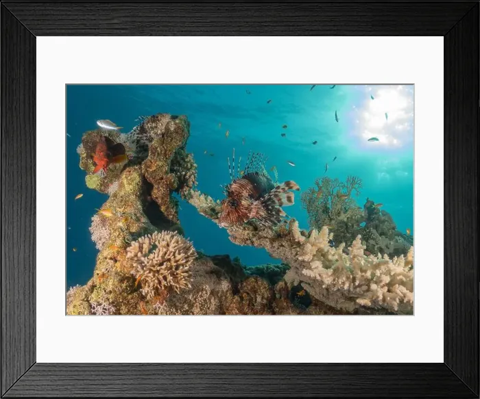 Framed Print : Lionfish in the Red Sea colorful fish, Eilat Israel Framed Print : Lionfish in the Red Sea colorful fish, Eilat Israel