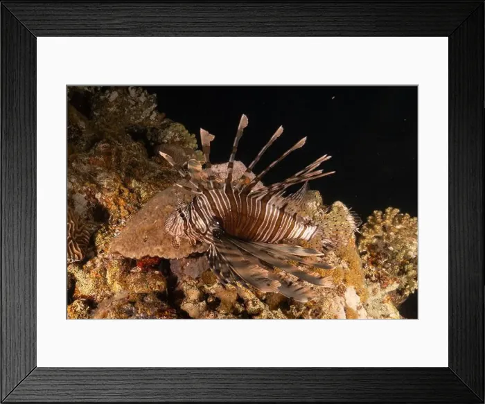 Framed Print : Lionfish in the Red Sea colorful fish, Eilat Israel Framed Print : Lionfish in the Red Sea colorful fish, Eilat Israel
