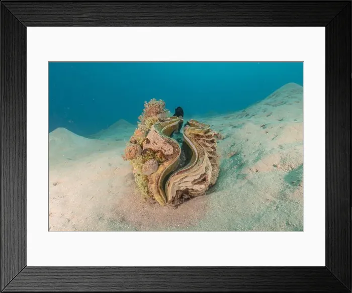 Framed Print : Giant Clam in the Red Sea Colorful and beautiful, Eilat Israel Framed Print : Giant Clam in the Red Sea Colorful and beautiful, Eilat Israel