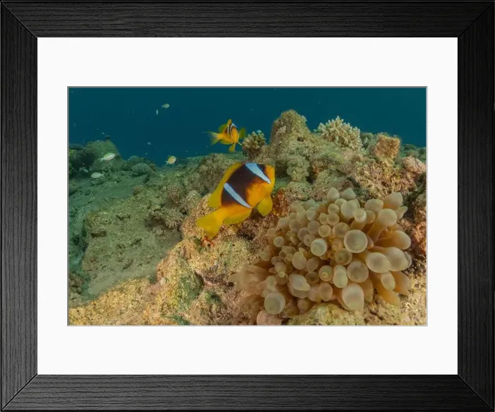Framed Print : Clown-fish anemonefish in the Red Sea Colorful and beautiful, Eilat Israel Framed Print : Clown-fish anemonefish in the Red Sea Colorful and beautiful, Eilat Israel