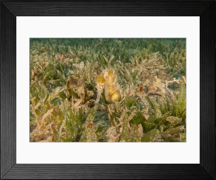 Framed Print : Sea Horse in the Red Sea Colorful and beautiful, Eilat Israel Framed Print : Sea Horse in the Red Sea Colorful and beautiful, Eilat Israel