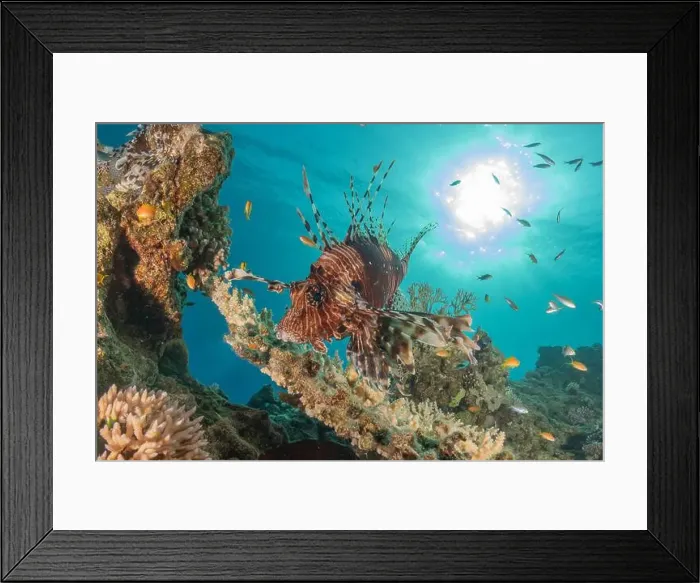 Framed Print : Lionfish in the Red Sea colorful fish, Eilat Israel Framed Print : Lionfish in the Red Sea colorful fish, Eilat Israel