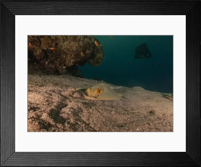 Framed Print : Blue-spotted stingray On the seabed in the Red Sea Eilat, Israel Framed Print : Blue-spotted stingray On the seabed in the Red Sea Eilat, Israel