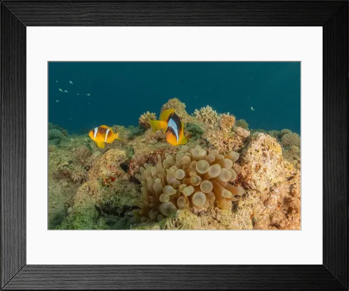Framed Print : Clown-fish anemonefish in the Red Sea Colorful and beautiful, Eilat Israel Framed Print : Clown-fish anemonefish in the Red Sea Colorful and beautiful, Eilat Israel