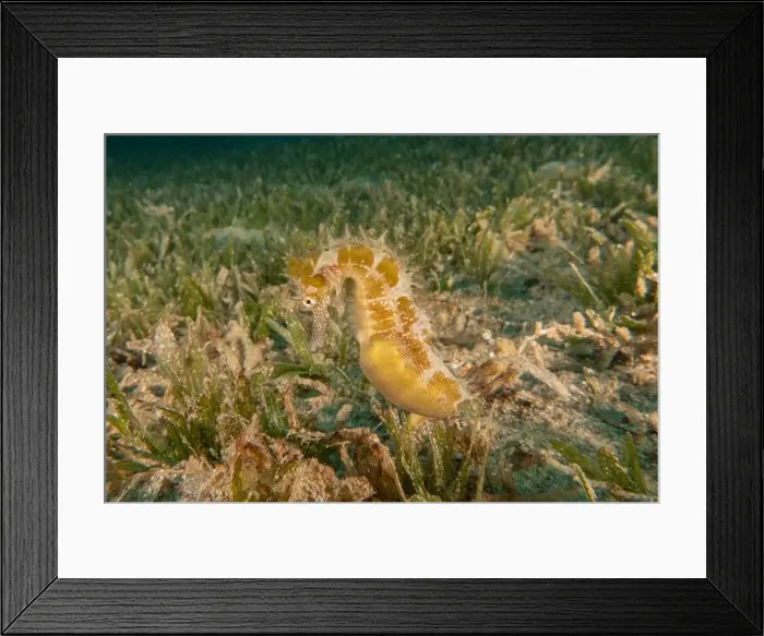 Framed Print : Sea Horse in the Red Sea Colorful and beautiful, Eilat Israel Framed Print : Sea Horse in the Red Sea Colorful and beautiful, Eilat Israel