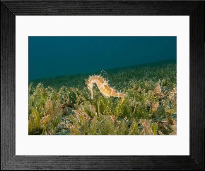 Framed Print : Sea Horse in the Red Sea Colorful and beautiful, Eilat Israel Framed Print : Sea Horse in the Red Sea Colorful and beautiful, Eilat Israel