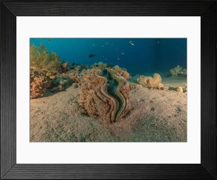 Framed Print : Giant Clam in the Red Sea Colorful and beautiful, Eilat Israel Framed Print : Giant Clam in the Red Sea Colorful and beautiful, Eilat Israel