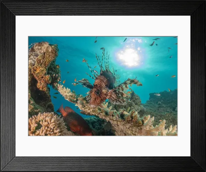 Framed Print : Lionfish in the Red Sea colorful fish, Eilat Israel Framed Print : Lionfish in the Red Sea colorful fish, Eilat Israel