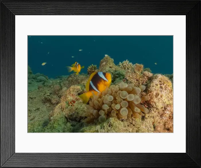 Framed Print : Clown-fish anemonefish in the Red Sea Colorful and beautiful, Eilat Israel Framed Print : Clown-fish anemonefish in the Red Sea Colorful and beautiful, Eilat Israel