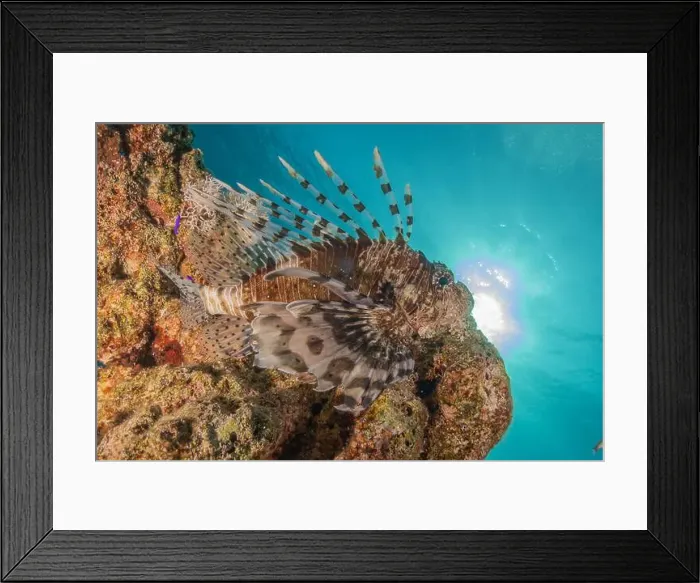 Framed Print : Lionfish in the Red Sea colorful fish, Eilat Israel Framed Print : Lionfish in the Red Sea colorful fish, Eilat Israel