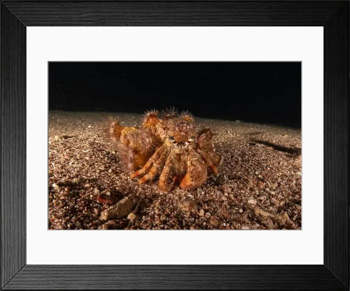 Framed Print : Hermit Crab in the Red Sea Colorful and beautiful, Eilat Israel Framed Print : Hermit Crab in the Red Sea Colorful and beautiful, Eilat Israel