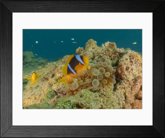 Framed Print : Clown-fish anemonefish in the Red Sea Colorful and beautiful, Eilat Israel Framed Print : Clown-fish anemonefish in the Red Sea Colorful and beautiful, Eilat Israel