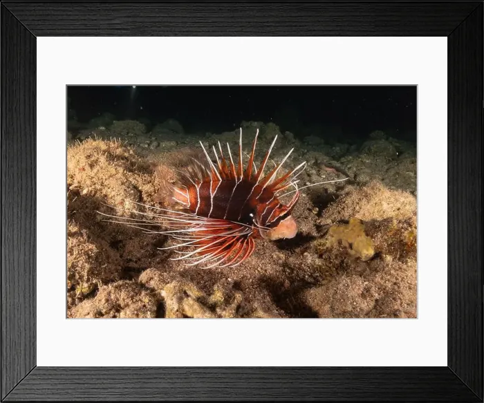 Framed Print : Lionfish in the Red Sea colorful fish, Eilat Israel