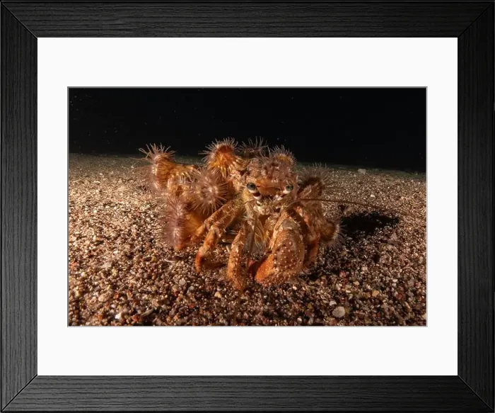 Framed Print : Hermit Crab in the Red Sea Colorful and beautiful, Eilat Israel Framed Print : Hermit Crab in the Red Sea Colorful and beautiful, Eilat Israel