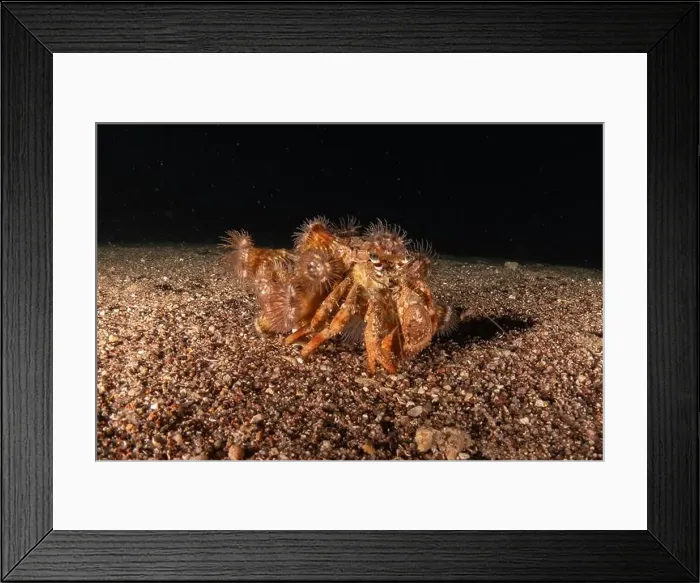 Framed Print : Hermit Crab in the Red Sea Colorful and beautiful, Eilat Israel Framed Print : Hermit Crab in the Red Sea Colorful and beautiful, Eilat Israel