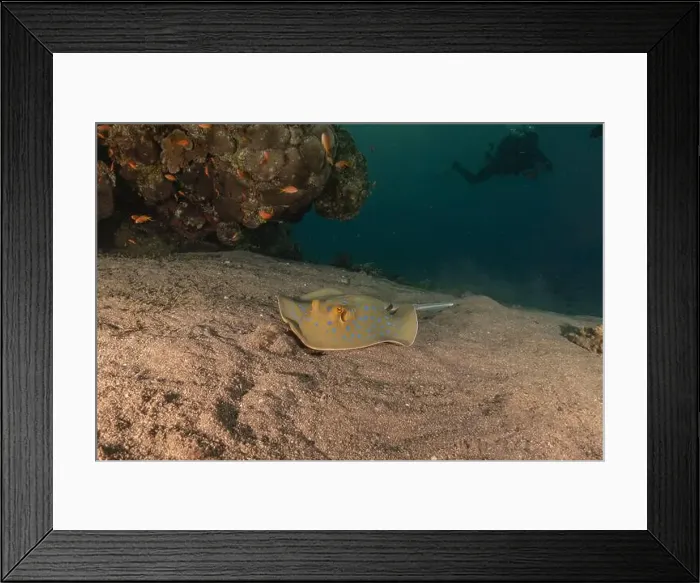 Framed Print : Blue-spotted stingray On the seabed in the Red Sea Eilat, Israel Framed Print : Blue-spotted stingray On the seabed in the Red Sea Eilat, Israel