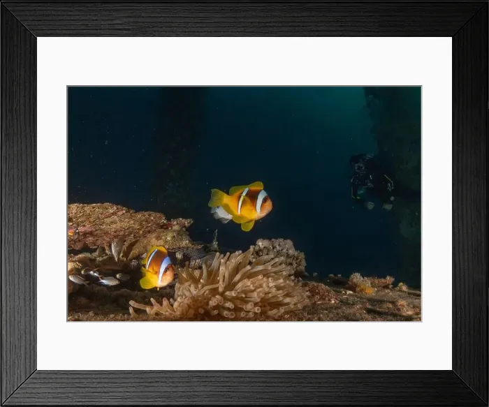 Framed Print : Clown-fish anemonefish in the Red Sea Colorful and beautiful, Eilat Israel Framed Print : Clown-fish anemonefish in the Red Sea Colorful and beautiful, Eilat Israel